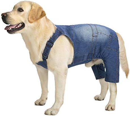 Doggie Fashion: The Controversial Question of Dog Pants