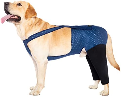 Dog Pants: A Fashion Trend for Canines!
